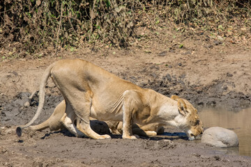 Fototapeta na wymiar Lions drinking water, Zambia