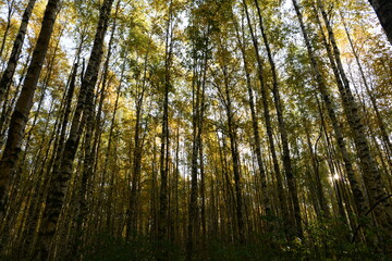 Autumn leaf colors birch forest in beautiful yellow color on the blue background sky in the sun morning