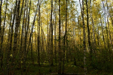 Autumn leaf colors the birch forest in a scenic nature  yellow color on a blue sky background  at good sunny weather