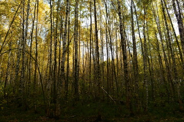 Autumn leaf colors the birch forest in a yellow color on a blue sky background on a good sunny weather