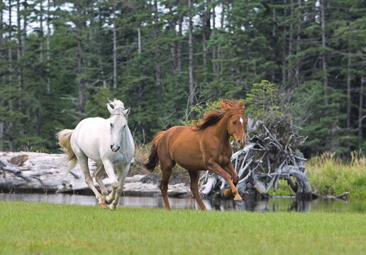 Arabian Horses, chestnut and white galloping on meadow along creek