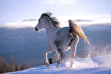 Arabian Mare galloping over meadow in snow, foggy mountains , sky background