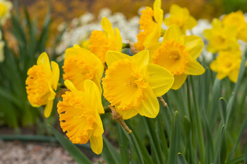 Fototapeta premium Yellow flowers daffodils in a flower bed. Spring flower Narcissus. Beautiful bush in the garden. Nature background. Spring flowering bulb Daffodil plants