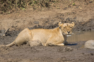 Fototapeta na wymiar Lion by the water in Lower Zambezi National Park, Zambia