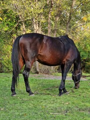 the horse eats grass on the lawn in the forest