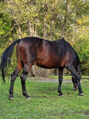 Fototapeta premium the horse eats grass on the lawn in the forest