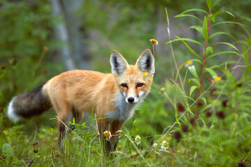 red fox in the grass