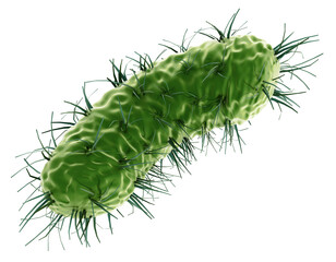 Green bacteria  isolated on transparent background