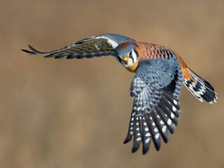 Kestrel falcon in flight