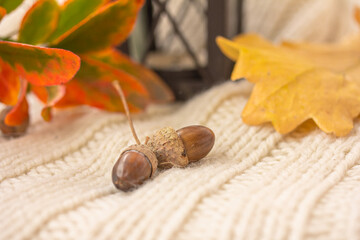 Acorns, autumn leaves, knitted warm blanket or sweater, lantern. Autumn mood concept.