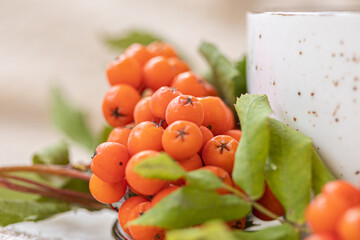 A bunch of red ripe rowan berries on white ceramic plate. Ashberry fruits close up. Autumn concept