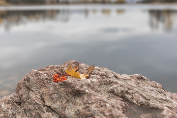 A bunch of rowanberries and an autumn leaves on the stone at the river bank in autumn. Nature in autumn