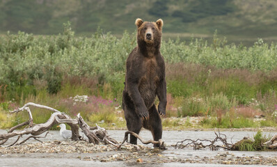 brown bear in the wild
