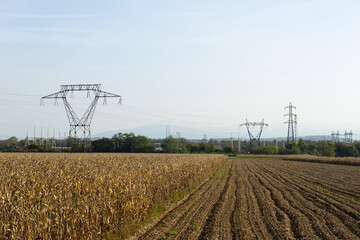 Electrical high voltage pylons with a cornfield in the foreground.