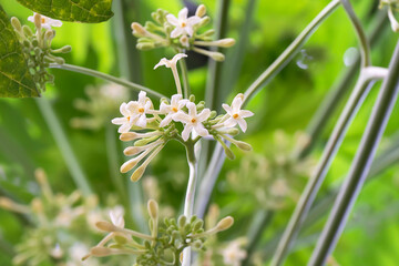 White papaya flower (Carica papaya L.) on the tree