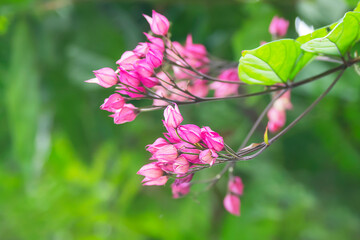 The beauty of the bagflower or bleeding heart flower in bloom.