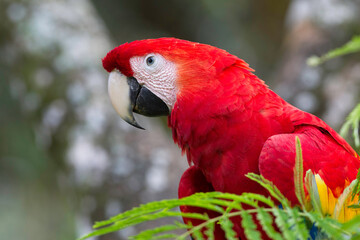 red and yellow macaw