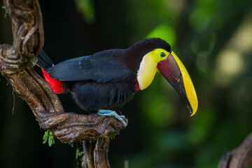 toucan in the jungle
