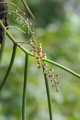 the Lovely Euphorbia burmanii Succulent