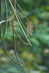 the Lovely Euphorbia burmanii Succulent