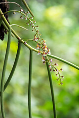 the Lovely Euphorbia burmanii Succulent