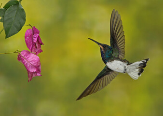 hummingbird in flight