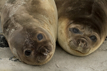 Baby Elephant Seals