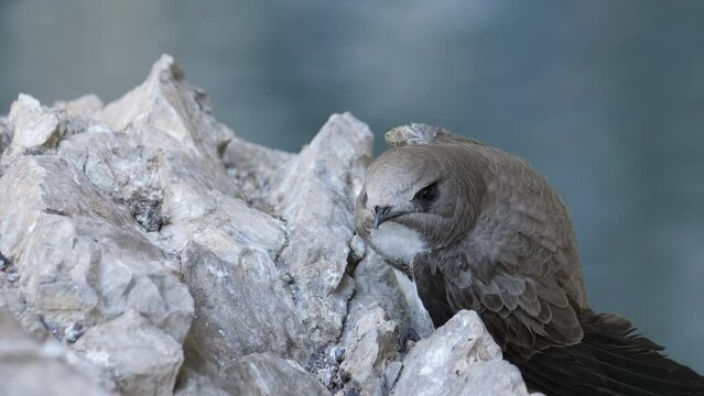 Common Swift Resting on a Rock after Falling into Water, Close Up