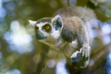 Close-up of a lemur sitting behind glass in the zoo and looking away