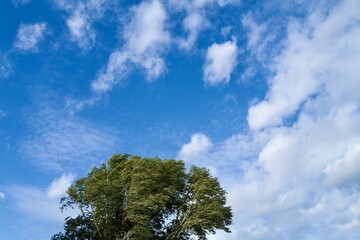 Obraz premium sky and tree at a windy day