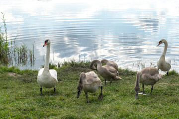 swans on the river