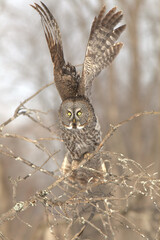 Great grey owl liftoff
