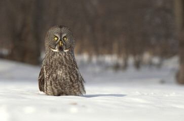 great grey owl