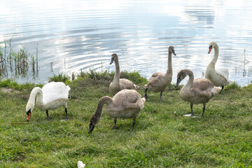 swans on the river