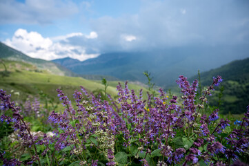Scenic view of mountain meadow with lilac flowers in front