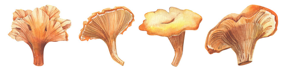 Set of watercolor hand-drawn autumn mushrooms isolated on white. Orange and yellow chanterelles. Food illustration.  - obrazy, fototapety, plakaty