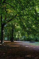 Picnic are in autumn at the forest.