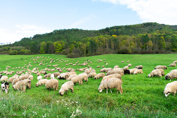 Sheeps in a meadow on green grass at sunset. Portrait of sheep. Flock of sheep grazing in a hill.