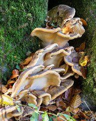 mushrooms in the forest