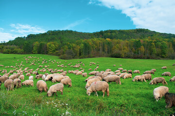 Obraz premium sheep in the field