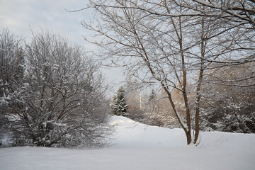 Winter Park. Landscape in snowy weather. January.