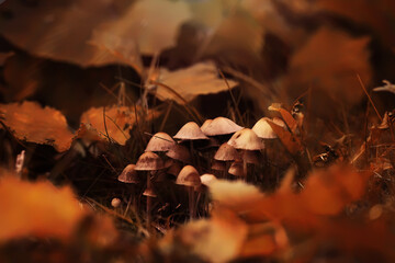 Mushroom caps amid a pile of brown leaves on the forest floor on a fall day in Germany.