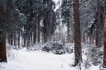 Winter forest. Landscape of the park in winter. Snow-covered trees at the edge.