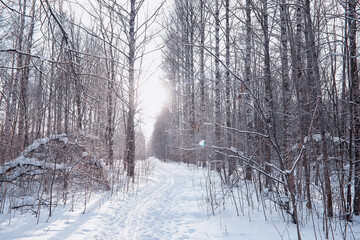 Winter forest landscape. Tall trees under snow cover. January frosty day in the park.