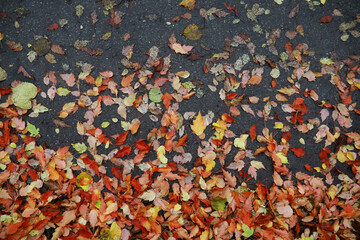 Red and orange autumn leaves background. Outdoor.Colorful backround image of fallen autumn leaves perfect for seasonal use.