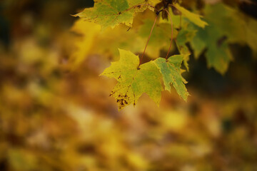 Beautiful autumn landscape with yellow trees and sun. Colorful foliage in the park. Falling leaves natural background