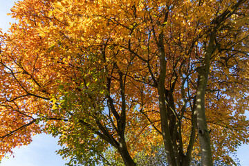 Felsenbirne mit Herbstlaub