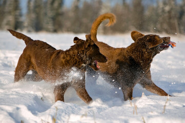 Two Chesapeake Bay Retriever dogs playing in snow