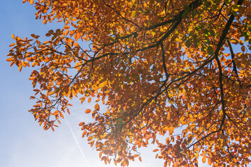 Felsenbirne mit Herbstlaub