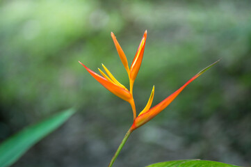 Fototapeta na wymiar Canna lily flower on green leaves background